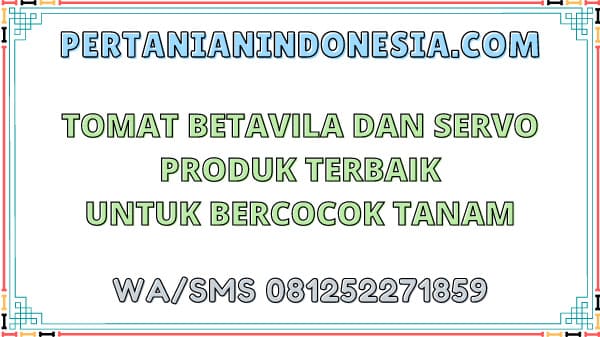 Tomat Betavila Dan Servo Produk Terbaik Untuk Bercocok Tanam